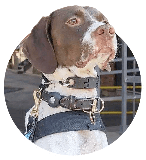 Walker le chien renifleur de Royale Extermination servant à la détection canine des punaises de lit